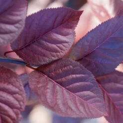 Purple Plunge Weeping Plum Tree 7 Purple Plunge Weeping Plum Tree -Flowering Trees Sales Redbud Purple Plunge 2 b8894708 2bb9 4f3e 8d30 7b3eeb931914