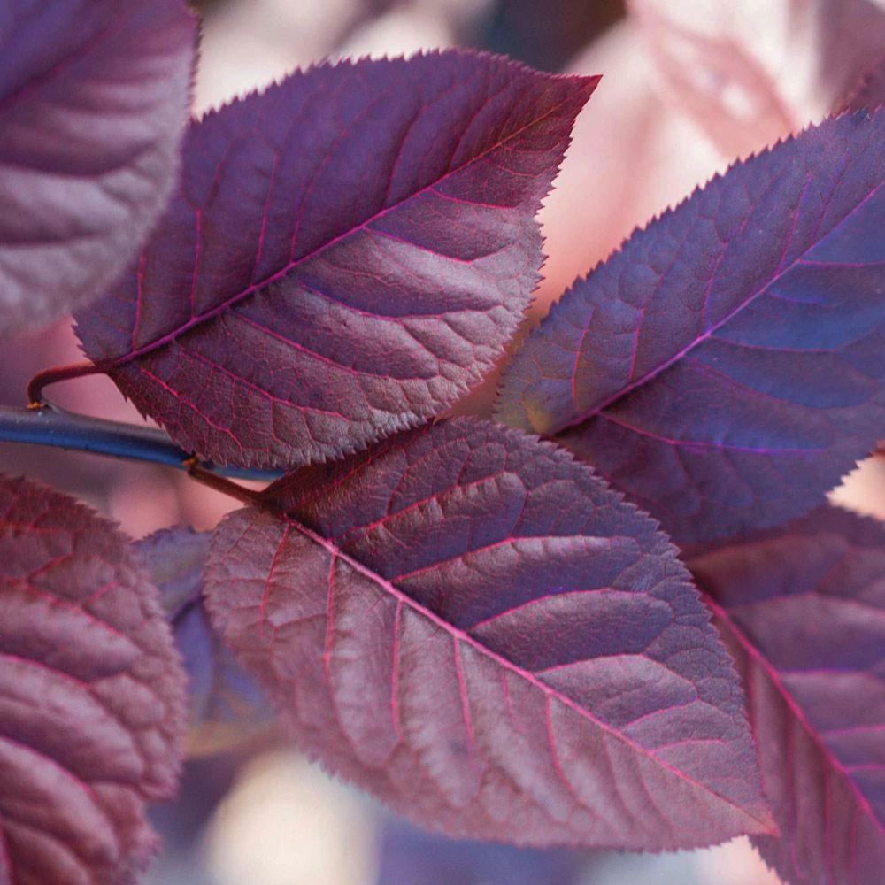 Purple Plunge Weeping Plum Tree 3 Purple Plunge Weeping Plum Tree - Image 3