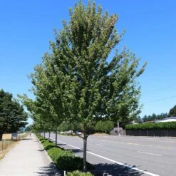 Redpointe® Maple 7 Redpointe® Maple -Flowering Trees Sales Redpointe Maple 1