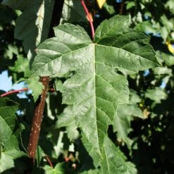 Redpointe® Maple 9 Redpointe® Maple -Flowering Trees Sales Redpointe Maple 2
