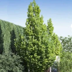 Regal Prince Oak Tree -Flowering Trees Sales Regal Prince Oak 1