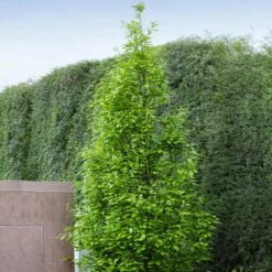 Regal Prince Oak Tree -Flowering Trees Sales Regal Prince Oak 3