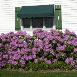 Lavender Rhododendron Shrub -Flowering Trees Sales Rhododendron Lavender 2 FGT