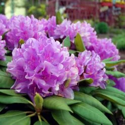 Lavender Rhododendron Shrub -Flowering Trees Sales Rhododendron Lavender 3 FGT