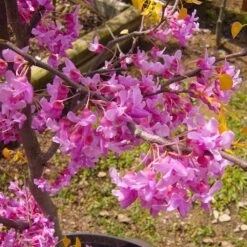 The Rising Sun™ Eastern Redbud Tree 9 The Rising Sun™ Eastern Redbud Tree -Flowering Trees Sales Rising Sun Redbud 6