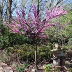 The Rising Sun™ Eastern Redbud Tree 10 The Rising Sun™ Eastern Redbud Tree -Flowering Trees Sales Rising Sun Redbud 7
