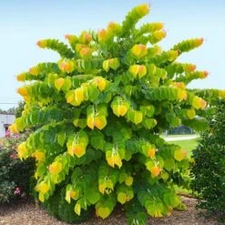 The Rising Sun⢠Eastern Redbud Tree