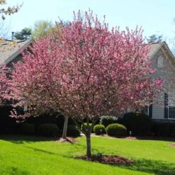 Robinson Crabapple Tree 7 Robinson Crabapple Tree -Flowering Trees Sales Robinson Crabapple 3 FGT