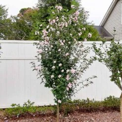 Flowering Trees Sales 22 Flowering Trees Sales -Flowering Trees Sales Rose of Sharon Althea 2 FGT