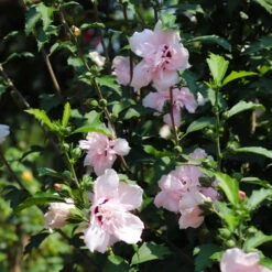 Pink Rose Of Sharon Althea Tree -Flowering Trees Sales Rose of Sharon Althea 3 FGT