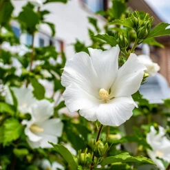 White Rose Of Sharon Althea Tree