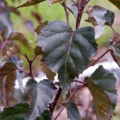 Royal Frost® Birch Tree -Flowering Trees Sales Royal Frost Birch 2 FGT