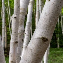 Royal Frost® Birch Tree -Flowering Trees Sales Royal Frost Birch 3 FGT