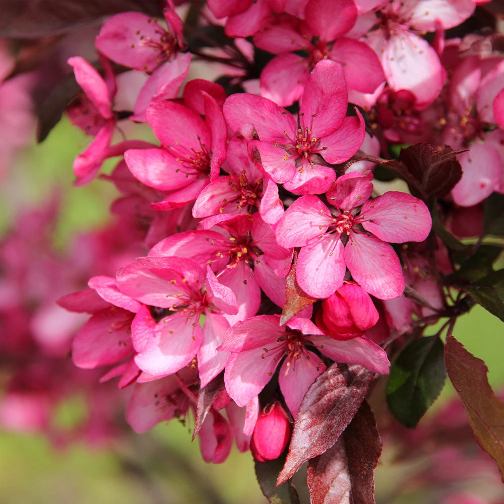 Royal Raindrops® Crabapple Tree 5 Royal Raindrops® Crabapple Tree - Image 5