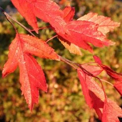 Royal Raindrops® Crabapple Tree 11 Royal Raindrops® Crabapple Tree -Flowering Trees Sales Royal Raindrops Crabapple 4