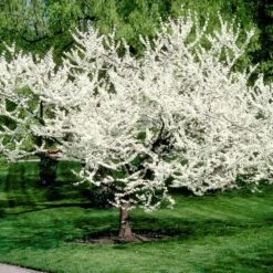 Flowering Trees Sales 14 Flowering Trees Sales -Flowering Trees Sales Royal White Redbud 3
