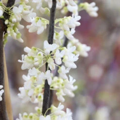 Royal White Redbud Tree 9 Royal White Redbud Tree -Flowering Trees Sales Royal White Redbud 5 FGT
