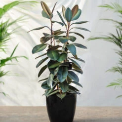 Air-Purifying House Plant Kit 11 Air-Purifying House Plant Kit -Flowering Trees Sales Rubber Tree FGT 41d06897 7e64 4438 9d3a fd7a33808734