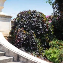 Ruby Falls Redbud Tree 11 Ruby Falls Redbud Tree -Flowering Trees Sales Ruby Falls Redbud 8