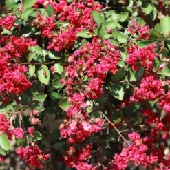 Ruby Prince™ Emerald Empire® Crape Myrtle Tree 7 Ruby Prince™ Emerald Empire® Crape Myrtle Tree -Flowering Trees Sales Ruby Prince Crape Myrtle 1
