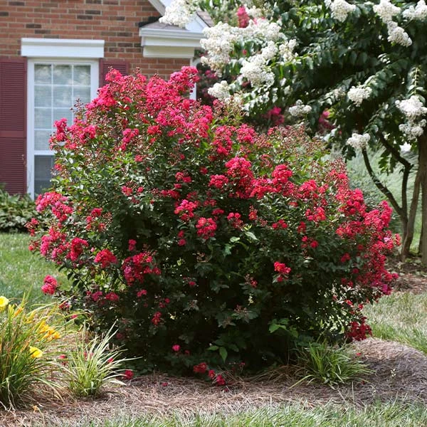 Ruby Prince™ Emerald Empire® Crape Myrtle Tree 1 Ruby Prince™ Emerald Empire® Crape Myrtle Tree