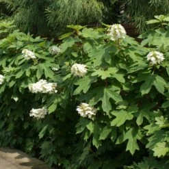 Ruby Slippers Hydrangea Shrub 6 Ruby Slippers Hydrangea Shrub -Flowering Trees Sales Ruby Slippers Hydrangea 2