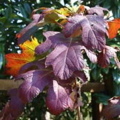 Ruby Slippers Hydrangea Shrub 7 Ruby Slippers Hydrangea Shrub -Flowering Trees Sales Ruby Slippers Hydrangea 3