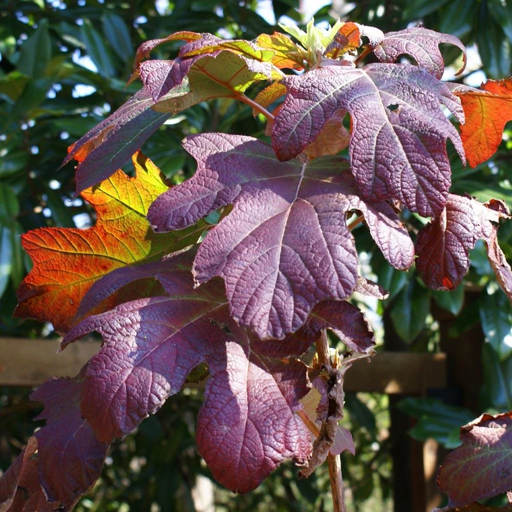 Ruby Slippers Hydrangea Shrub 4 Ruby Slippers Hydrangea Shrub - Image 4