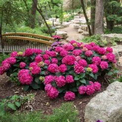 Endless Summer® Summer Crush® Hydrangea -Flowering Trees Sales SUmmer Crush Endless SUmmer Hydrangea 3 FGYT