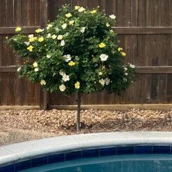 Sunny Knock Out® Rose Tree 6 Sunny Knock Out® Rose Tree -Flowering Trees Sales SUnny knockout Rose Tree 3