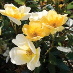 Sunny Knock Out® Rose Tree 7 Sunny Knock Out® Rose Tree -Flowering Trees Sales SUnny knockout Rose Tree 4 FGT
