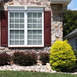 Sunshine Ligustrum Shrub -Flowering Trees Sales SUnshine Ligustrum 5