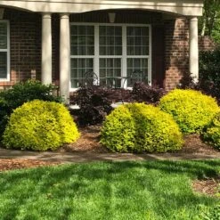 Sunshine Ligustrum Shrub -Flowering Trees Sales SUnshine Ligustrum 7 e9be5f8f a606 4495 ac32 d8f61b2e15c7