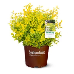 Sunshine Ligustrum Shrub -Flowering Trees Sales SUnshine Ligustrum 9
