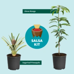 Sugarloaf Pineapple Plant -Flowering Trees Sales Salsa Kit Graphic 6c76dae2 528b 42b5 ba01 cf2c5208bd17