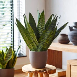 New Apartment House Plant Kit 12 New Apartment House Plant Kit -Flowering Trees Sales Sansevieria Zeylandica 2 b962a2c6 7794 4c00 bcc0 44626111a514