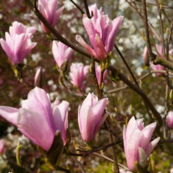 Saucer Magnolia Tree 7 Saucer Magnolia Tree -Flowering Trees Sales Saucer Magnolia 2 FGT