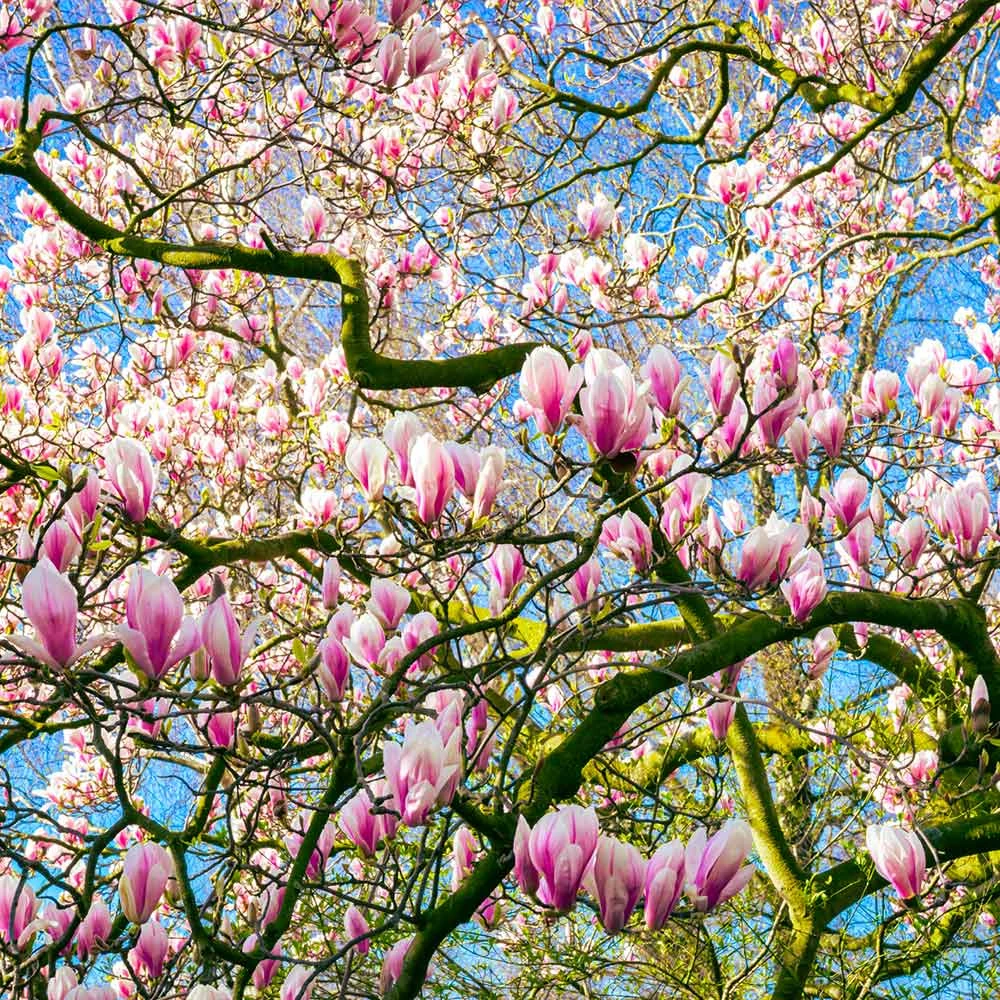 Saucer Magnolia Tree 5 Saucer Magnolia Tree - Image 5