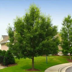 Sawtooth Oak Tree -Flowering Trees Sales Sawtooth Oak Tree 2