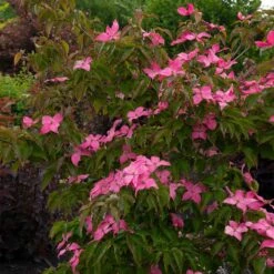 Scarlet Fire® Dogwood Tree 5 Scarlet Fire® Dogwood Tree -Flowering Trees Sales Scarlett Fire 1