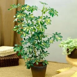 Sunset Hues House Plant Kit -Flowering Trees Sales Schefflera Trinette 1 8e92dc51 dc29 482e 9d14 119cf31a7b14