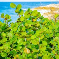 Sea Grape Bush 11 Sea Grape Bush -Flowering Trees Sales Sea Gape 1
