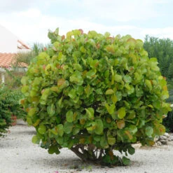 Sea Grape Bush 10 Sea Grape Bush -Flowering Trees Sales Sea Gape 7