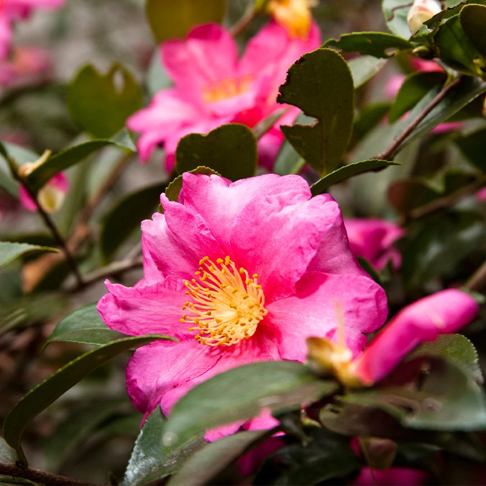 Camellia 'Shi-Shi Gashira' Shrub 2 Camellia 'Shi-Shi Gashira' Shrub - Image 2