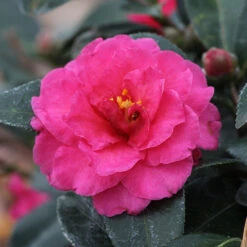 Camellia 'Shi-Shi Gashira' Shrub 8 Camellia 'Shi-Shi Gashira' Shrub -Flowering Trees Sales ShiSHi Gashira Camellia 3 FGT