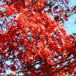 Shumard Oak Tree 7 Shumard Oak Tree -Flowering Trees Sales Shumard Oak 3