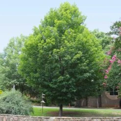 Silver Maple Tree 11 Silver Maple Tree -Flowering Trees Sales Silver Maple Tree 6