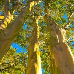 Sioux Crape Myrtle -Flowering Trees Sales Sioux Crape Myrtle