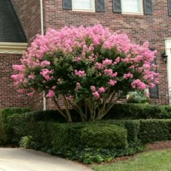 Sioux Crape Myrtle -Flowering Trees Sales Sioux Crape myrtle 2