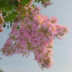 Sioux Crape Myrtle -Flowering Trees Sales Sioux Crape myrtle 4 FGT